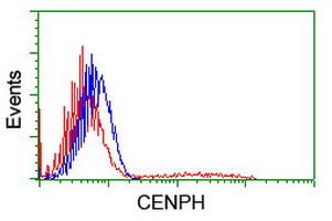 CENPH Antibody