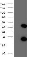 CENPH Antibody