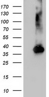 NUDT18 Antibody