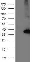 NUDT18 Antibody