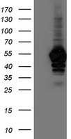 NAPE PLD Antibody
