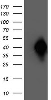 NAPE PLD Antibody