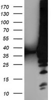 ARH Antibody