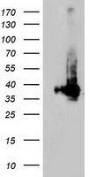 ARH Antibody