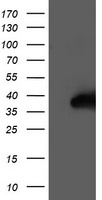 NUDT18 Antibody
