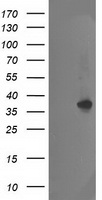 NUDT18 Antibody