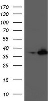 NUDT18 Antibody