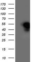 Heme oxygenase 2 Antibody
