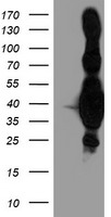HMOX2 Antibody