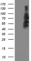 katanin p80 Antibody