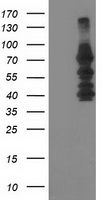 katanin p80 Antibody