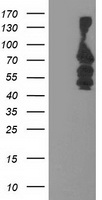 katanin p80 Antibody