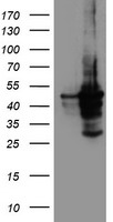 Cytochrome P450 2A6 Antibody