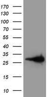 LXN Antibody
