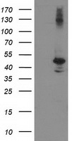 EIF2B3 Antibody