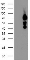 katanin p80 Antibody