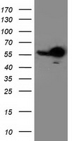RbAp46 Antibody