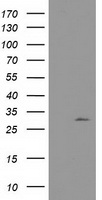 Nucleotide binding protein like Antibody