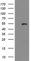 PRMT2 Antibody
