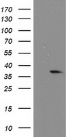 Nucleotide binding protein like Antibody