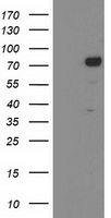 KATNB1 Antibody