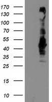 SEC14L2 Antibody