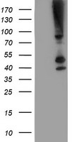 SERPINB13 Antibody