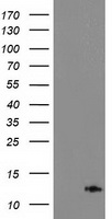 PDE6 gamma Antibody