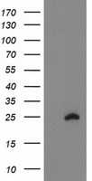 FAM119A Antibody