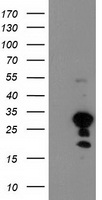 KIAA0495 Antibody
