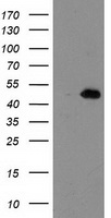 AIPL1 Antibody