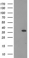 CNN2 Antibody