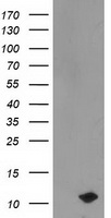 PDE6 gamma Antibody