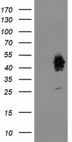 ASCC1 Antibody