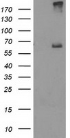 Ribophorin I Antibody
