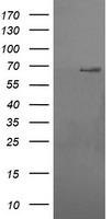 Ribophorin I Antibody