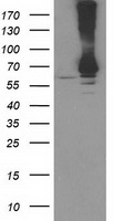 Ribophorin I Antibody