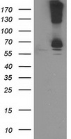 RPN1 Antibody