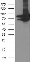 PRMT2 Antibody