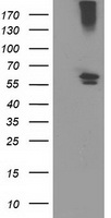 Cytochrome p450 2J2 Antibody