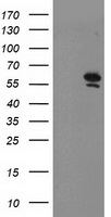 PRMT2 Antibody