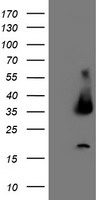 UNG Antibody