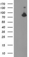 Acetyl CoA synthetase Antibody