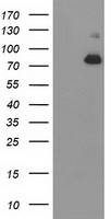 Acetyl CoA synthetase Antibody