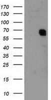 TFIIF Antibody