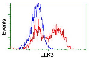 ELK3 Antibody