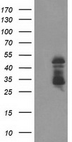 ELK3 Antibody