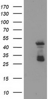 ELK3 Antibody