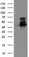 ELK3 Antibody