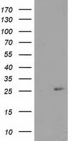 CDKN3 Antibody